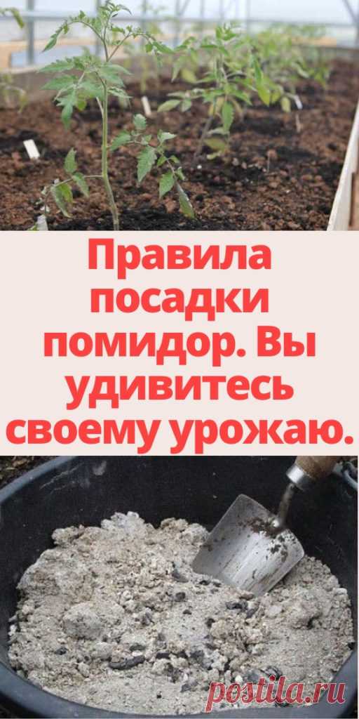 Правила посадки помидор. Вы удивитесь своему урожаю. - My izumrud