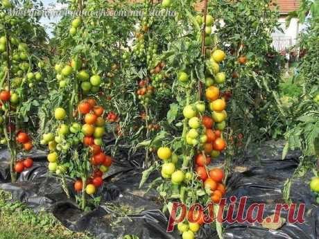 БРАЖКА ДЛЯ УРОЖАЯ ПОМИДОР

Этот полузабытый дедовский рецепт я выписала из старой газетной подшивки, но опробовать все не было времени. И вот сейчас, когда все ратуют за экологически чистую продукцию, природное земледелие, а биопрепараты многим не по карману — решилась.
Рецепт очень прост.
Показать полностью…