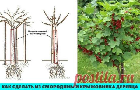Как сделать из смородины и крыжовника деревца? Плюсы и минусы штамбовой формы
Чтобы смородина или крыжовник росли в штамбовой форме, как маленькое дерево, придуман простой способ. При посадке растения у саженца выбирают один наиболее сильный вертикально растущий побег, остальные все вырезают непосредственно от земли. У оставленного побега удаляют все ветки до намеченной высоты штамба, надевают на него трубку из полиэтилена или другого, не пропускающего свет материала. Нижний конец трубки закапыв