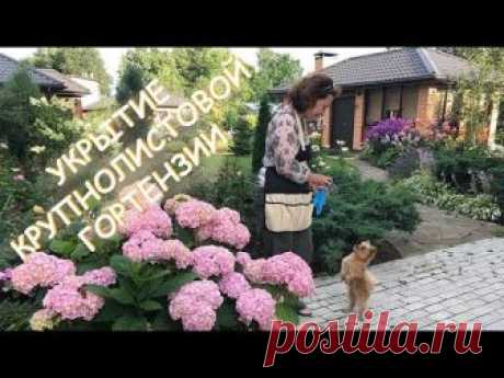 Ещё раз об уходе за крупнолистными гортензиями | Цветочная душа | Яндекс Дзен