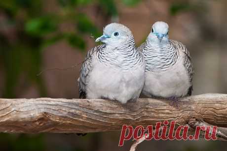 Сем. Голубиные (Columbidae)
Мирная горлица (Geopelia placida)