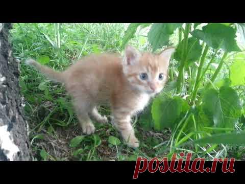 Живите трезво! Творите Добро!  )