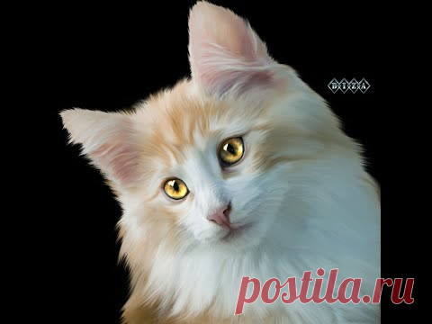 Отрисовки в шопе.