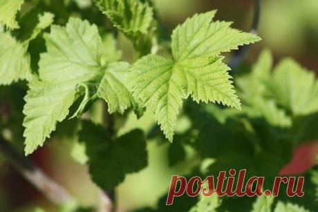 Весенняя обрезка смородины

Смородина - многолетний кустарник, требующий правильного ухода и месторасположения. Чем удачнее будет выбран под нее участок и произведена процедура обрезки, тем раньше растение начнет плодоносить.

Весенняя обрезка смородины обеспечивает качественный и богатый урожай, ежегодный прирост (образование новых прикорневых побегов). Кроме этого она является санитарной мерой - удаляются больные и слабые побеги, которые могут привести к гибели растения.
Показать полностью…