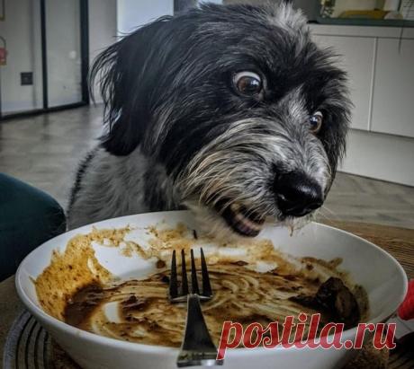 Драматические актёры из мира животных / Питомцы