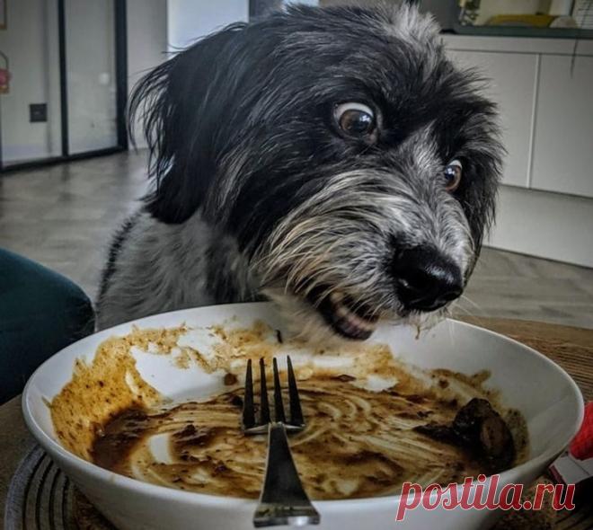 Драматические актёры из мира животных / Питомцы