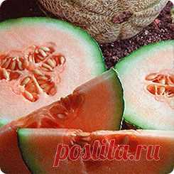 Дыня Апельсиновая, 8 шт.