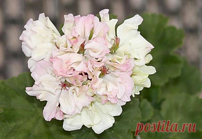 'Sharon Louise' - Форум цветоводов Фрау Флора