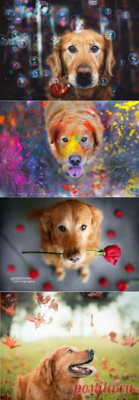 Самый радостный песик в мире / Питомцы