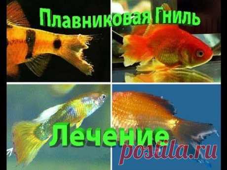 Лечение Плавниковой гнили у Аквариумных рыб/ Treatment of Fin rot in Aquarium fish - YouTube