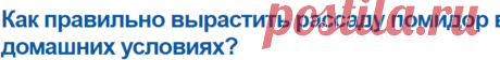 Как правильно вырастить рассаду помидор в домашних условиях?