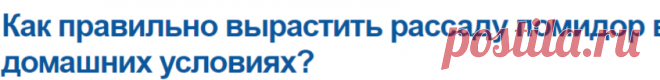 Как правильно вырастить рассаду помидор в домашних условиях?