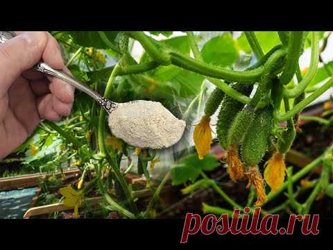 Ложка этого и огурцы в миг завяжутся гроздьями!