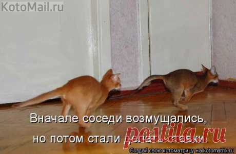 Кенгуру