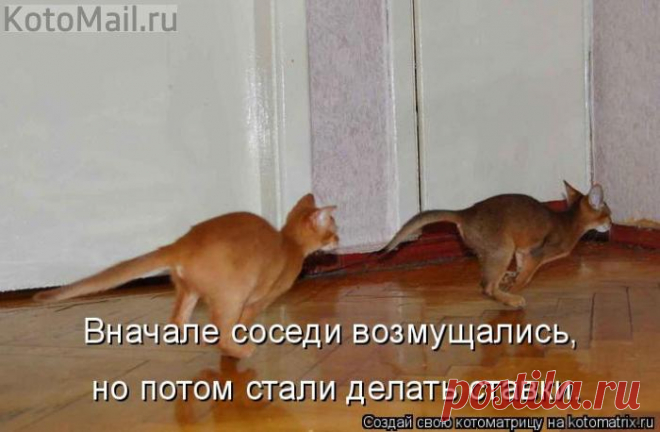 Кенгуру