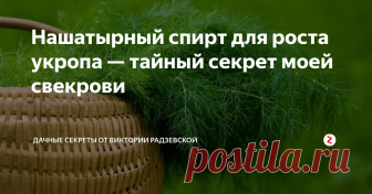 Нашатырный спирт для роста укропа — тайный секрет моей свекрови Укроп выращивает каждый огородик на своём участке, поскольку он содержит эфирные масла, витамины и минеральные вещества. Чтобы вырастить укроп, который будет долгое время оставаться зелёным и пышным необходимо регулярно подкармливать нашатырным спиртом. Такое азотное удобрение мне подсказала моя свекровь.
