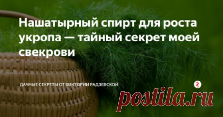 Нашатырный спирт для роста укропа — тайный секрет моей свекрови Укроп выращивает каждый огородик на своём участке, поскольку он содержит эфирные масла, витамины и минеральные вещества. Чтобы вырастить укроп, который будет долгое время оставаться зелёным и пышным необходимо регулярно подкармливать нашатырным спиртом. Такое азотное удобрение мне подсказала моя свекровь.
