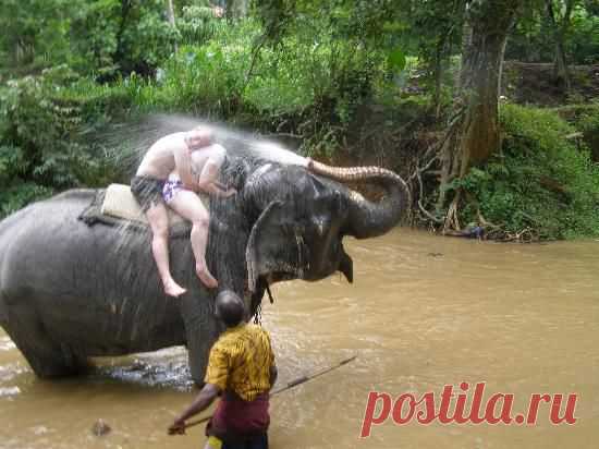 having-an-elephant-shower.jpg (550×412)