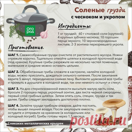 Соленые грузди с чесноком и укропом