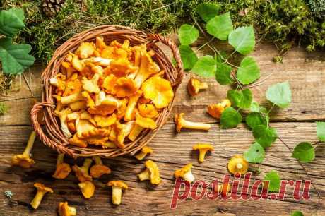 Продукт недели: лисички | Passion.ru