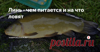 Линь - чем питается и на что ловят Линь на вид не уклюжая малоподвижная рыба с толстым телом и с округлыми коричнево-серыми плавниками. Цветом линь, по бокам зеленоватый, спина темно-зеленая, брюхо желтоватое, мелкая чешуя с налетом слизи, по краям рта усы. Почему назвали линь, все за способность менять окраску, происходит это после того когда рыбу вытаскиваешь из воды, слизь которой покрыта рыба на воздухе быстро твердеет. Водится