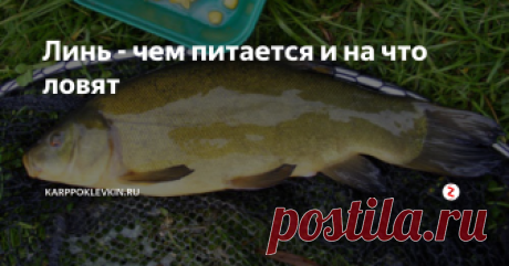 Линь - чем питается и на что ловят Линь на вид не уклюжая малоподвижная рыба с толстым телом и с округлыми коричнево-серыми плавниками. Цветом линь, по бокам зеленоватый, спина темно-зеленая, брюхо желтоватое, мелкая чешуя с налетом слизи, по краям рта усы. Почему назвали линь, все за способность менять окраску, происходит это после того когда рыбу вытаскиваешь из воды, слизь которой покрыта рыба на воздухе быстро твердеет. Водится