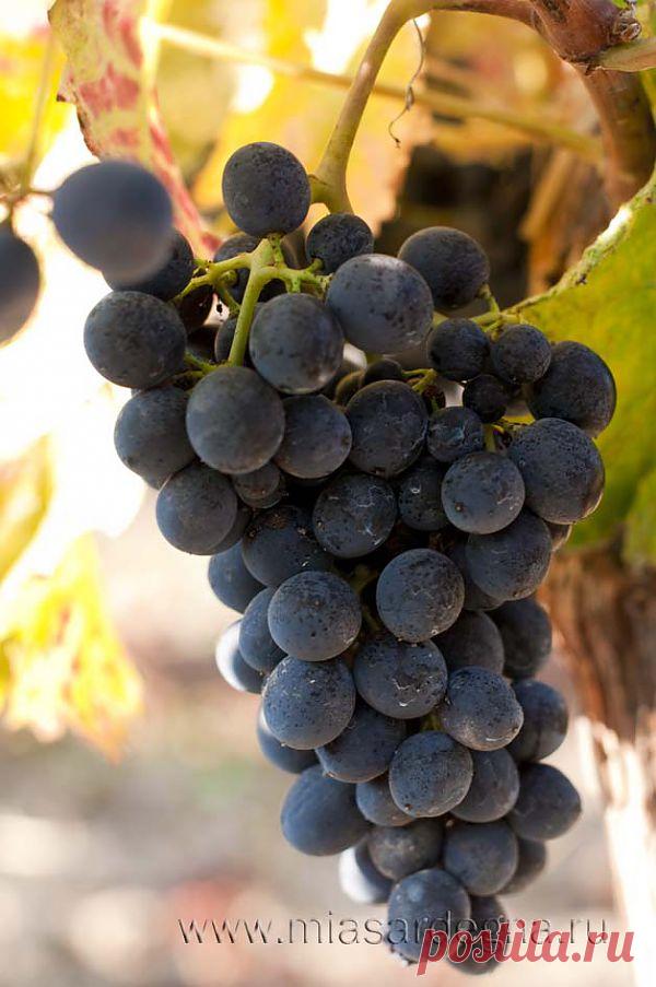 Сколько плечей (рукавов, отводков или побегов) оставлять на кусте винограда при обрезке