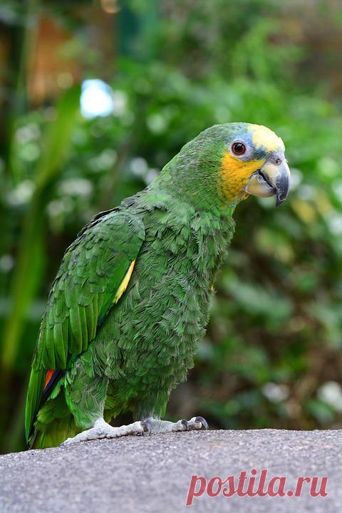 Африканец Зеленый - Бесплатное фото на Pixabay