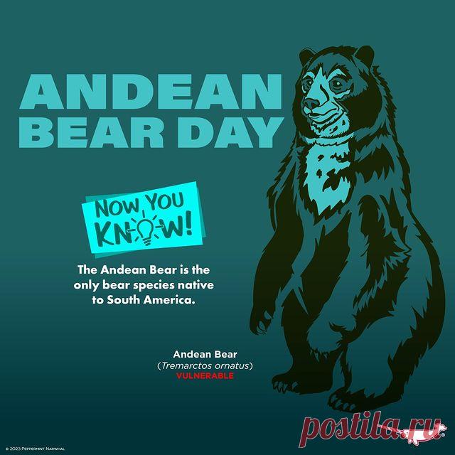 очковый медведь