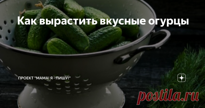 Как вырастить вкусные огурцы