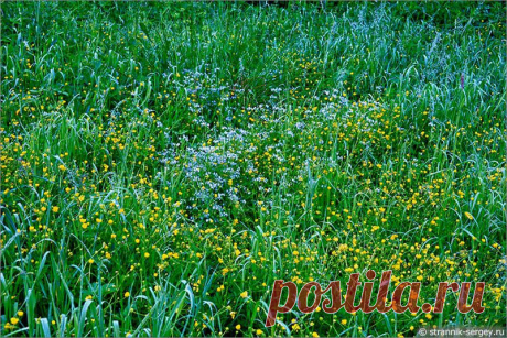 Русская природа обычно представляется скромной и лишенной ярких красок.
Дескать, русская природа, скорее милая, чем красивая.

Но это же совсем не так, посмотрите, какой именно красивой и нарядной бывает русская природа в Подмосковье в июле.
