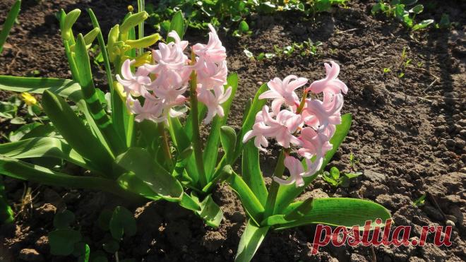 Гиацинты. Фото Евгений Полис