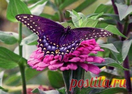 Another butterfly from heaven. | ali di farfalle
