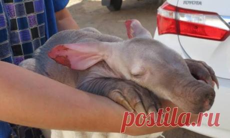 Каждый день, вечером в приют приходит это замечательное создание Дело было в Намибии. Мужчина подошел к своему автомобилю и... замер в недоумении. К колесу с внутренней стороны прижимался во сне невиданный зверь.

У него были большие розовые уши, похожие на флажки с бархатной тряпочки, и длинный коричневый нос с плюшевым пятачком. А его пятерне напоминали лапы