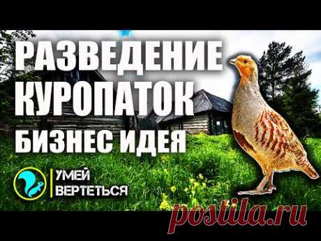 Разведение куропаток. Бизнес идея