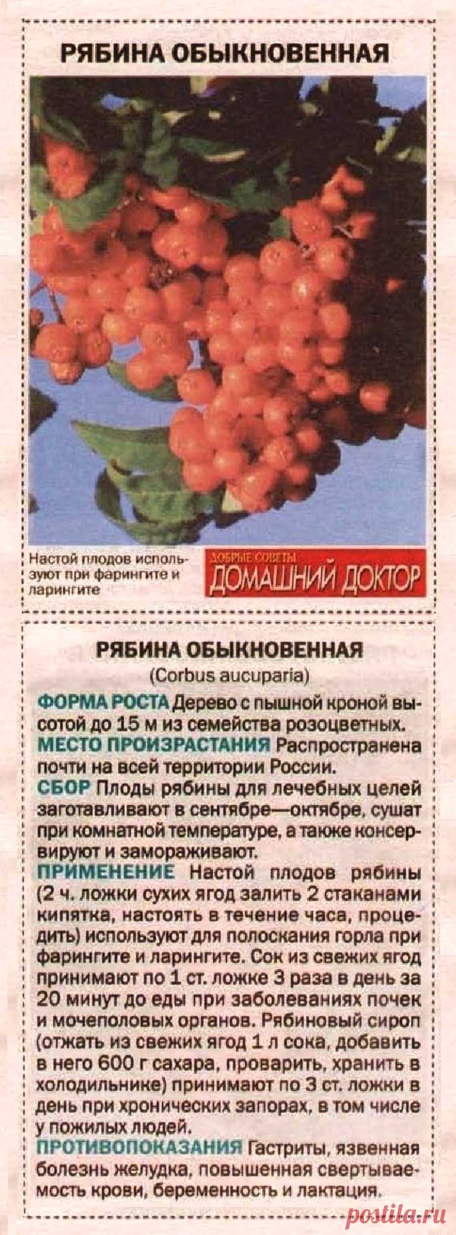 Рябина обыкновенная