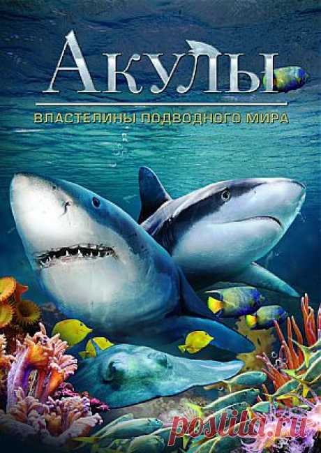 Фильм &quot;Акулы: Властелины подводного мира&quot; (&quot;Sharks: Kings of the Ocean&quot;) - смотреть легально и бесплатно онлайн на MEGOGO.NET