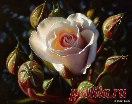 ХУДОЖНИК Collin Bogle. Fine Art. Flowers