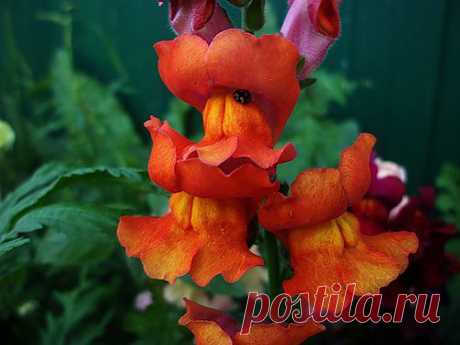 Тараторка — «львиный зев» на Яндекс.Фотках