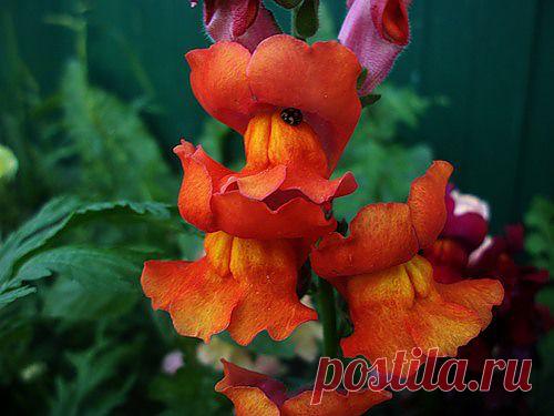 Тараторка — «львиный зев» на Яндекс.Фотках