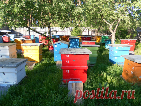 моя пасека 2010 год