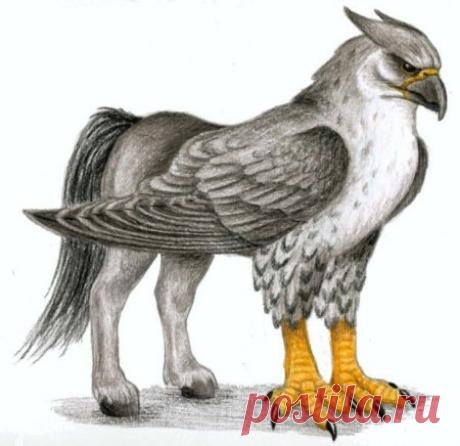 Гиппогрифы. » Сайт о лошадях KoHuKu.ru