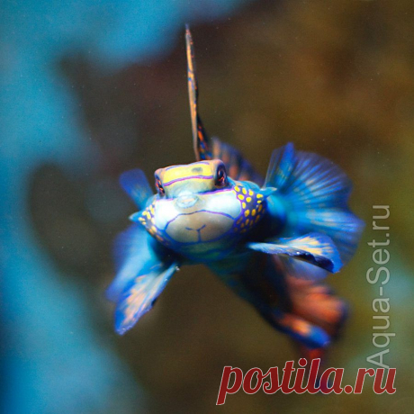 Рыбка мандаринка - Synchiropus splendidus
