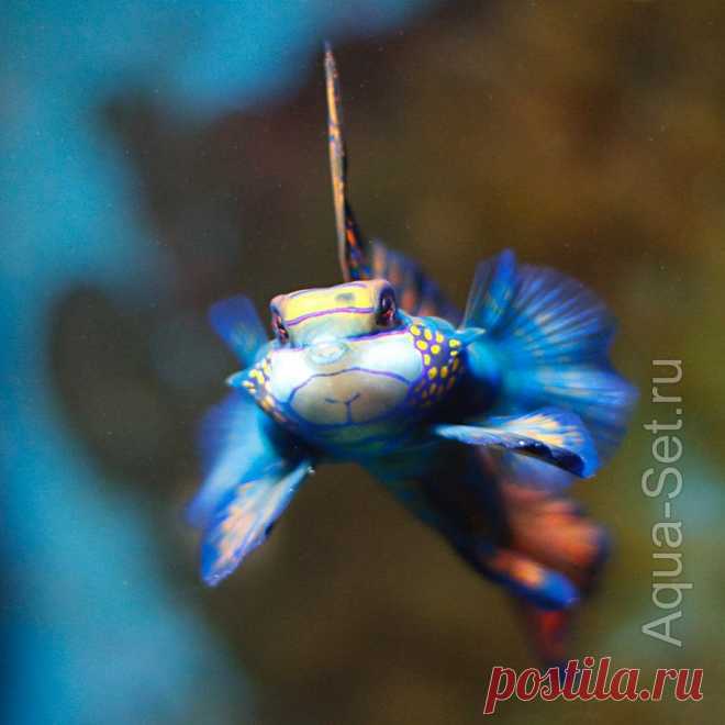 Рыбка мандаринка - Synchiropus splendidus
