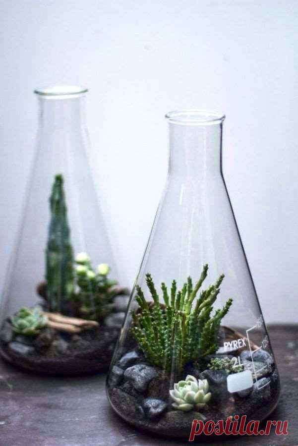 Как сделать флорариум своими руками | Люблю Себя