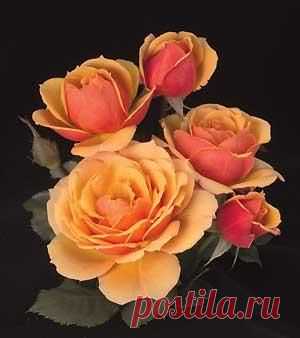 About Face Grandiflora Rose   |   Pinterest • Всемирный каталог идей