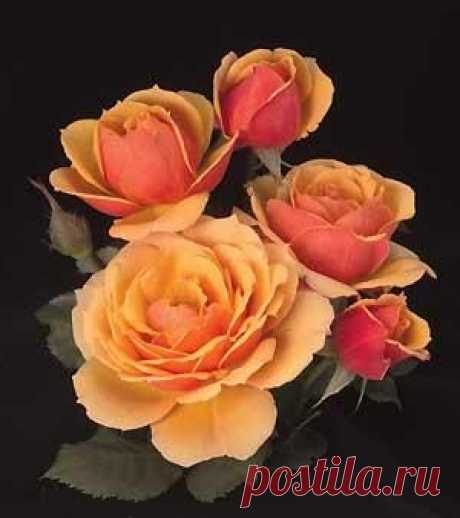 About Face Grandiflora Rose   |   Pinterest • Всемирный каталог идей