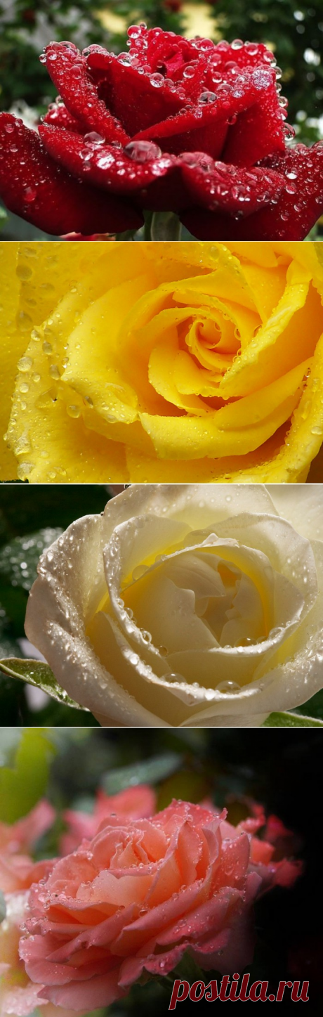 В росе мои розы. Галерея фото