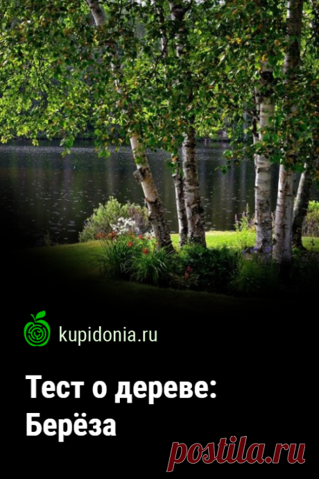 Тест о дереве: Берёза. Интересный тест о берёзе из серии тестов о деревьях. Проверьте свои знания!