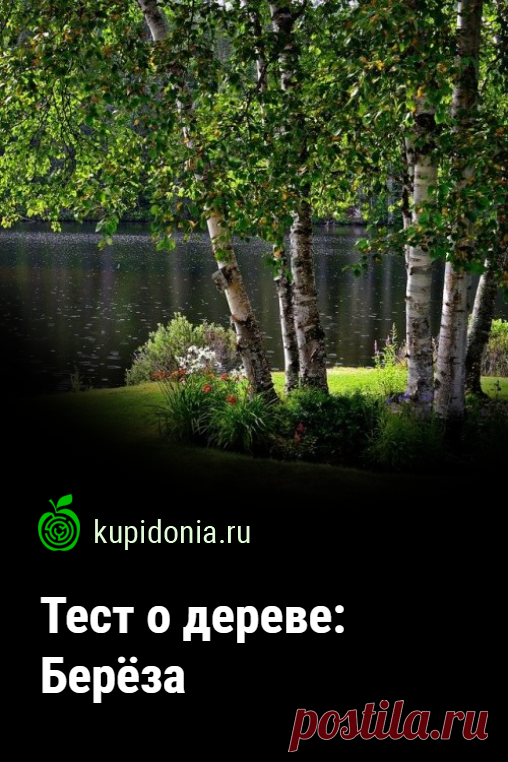 Тест о дереве: Берёза. Интересный тест о берёзе из серии тестов о деревьях. Проверьте свои знания!